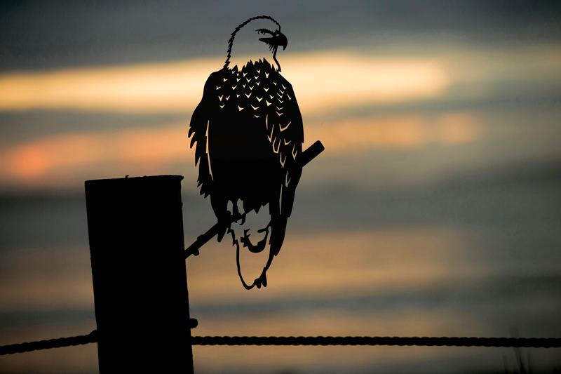 Metalbirds (Various Species)