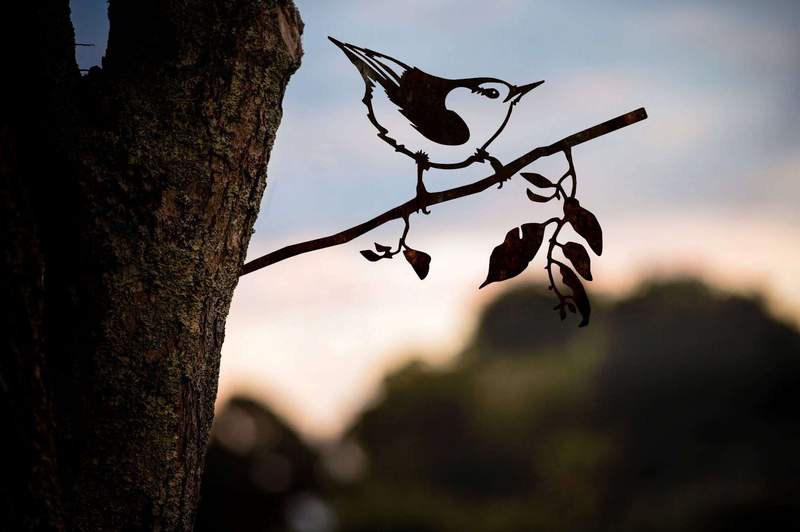 Metalbirds (Various Species)